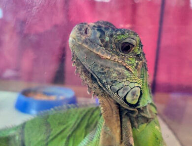 Выставка рептилий и не только открыта в Солигорске